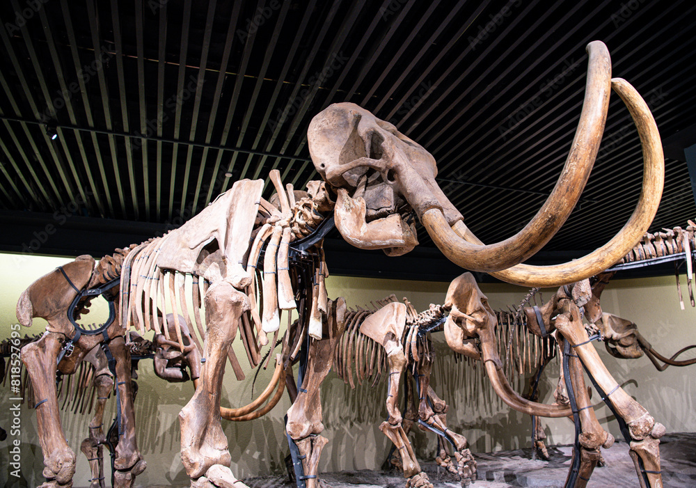 Daqing Municipal Museum Mammoth Fossil Group