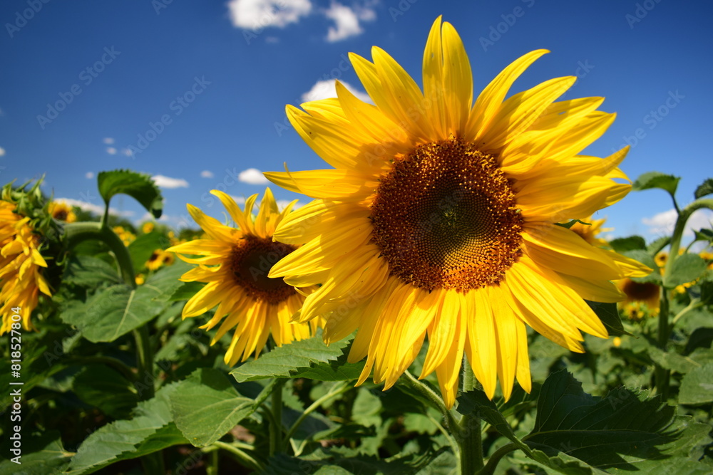Sunflower Sunflower