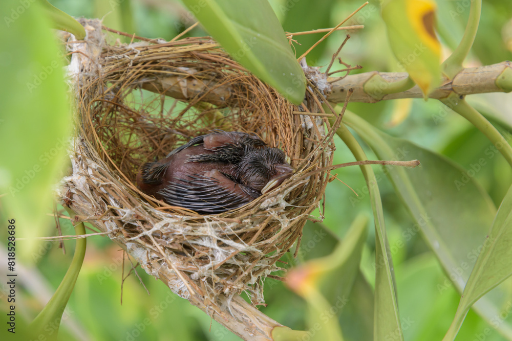 Birds nest