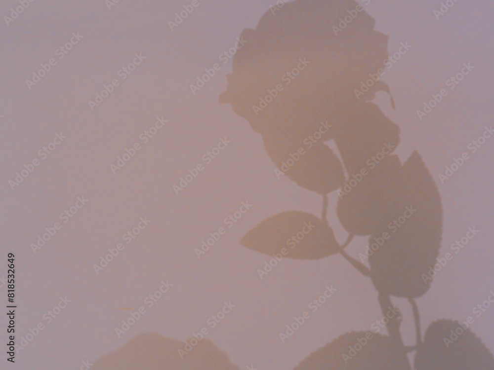 Flowers shadow on wall for abstract minimalist backgrounds Flowers shadow on wall for abstract minimalist backgrounds
