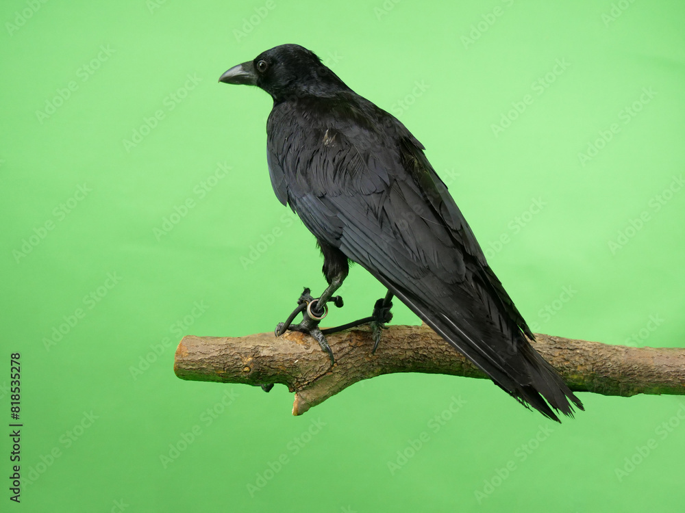 Fototapeta premium 木に止まるハシボソガラス