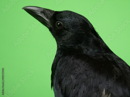 ハシボソガラスのアップ