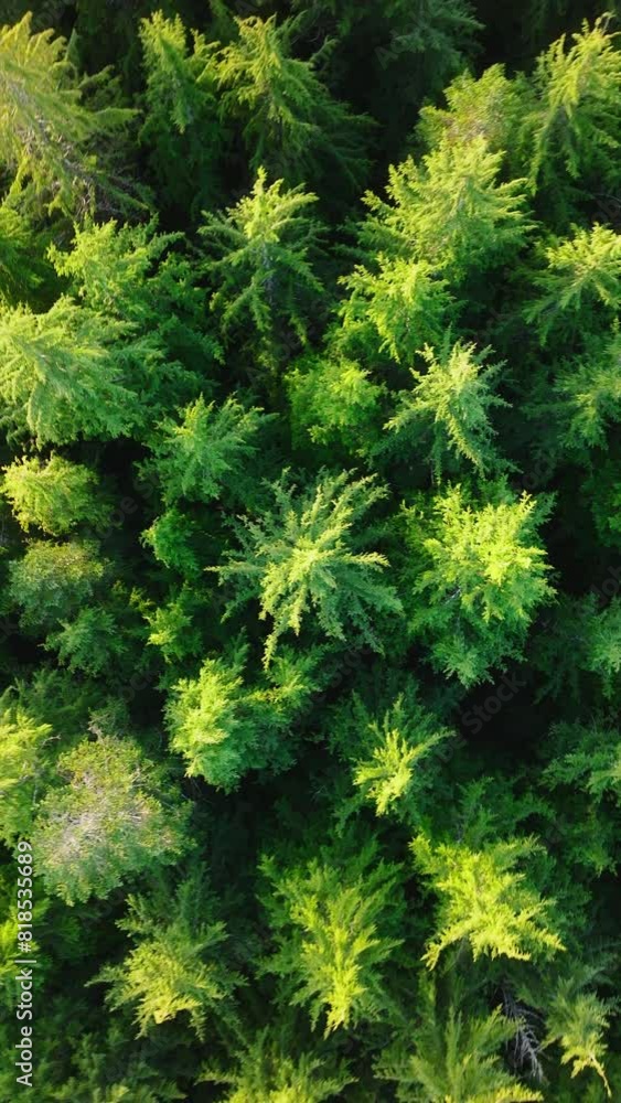 Vertical Screen: Aerial View of a Dense, Green Forest Canopy Offering a Rich Tapestry of Foliage Patterns. 4K Footage. Vertical Screen: Aerial View of a Dense, Green Forest Canopy Offering a Rich Tapestry of Foliage Patterns. 4K Footage.