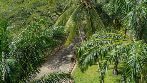 A winding concrete footpath and green grass on the lawn are visible through the lush spreading leaves of palm trees. Top view of the tropical park. Malaysia. Borneo