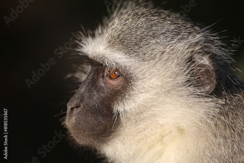 Grüne Meerkatze / Vervet monkey / Cercopithecus aethiops . photo