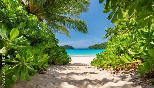 Sandy path leading to a tranquil  turquoise beach framed by lush green tropical plants and palm trees..