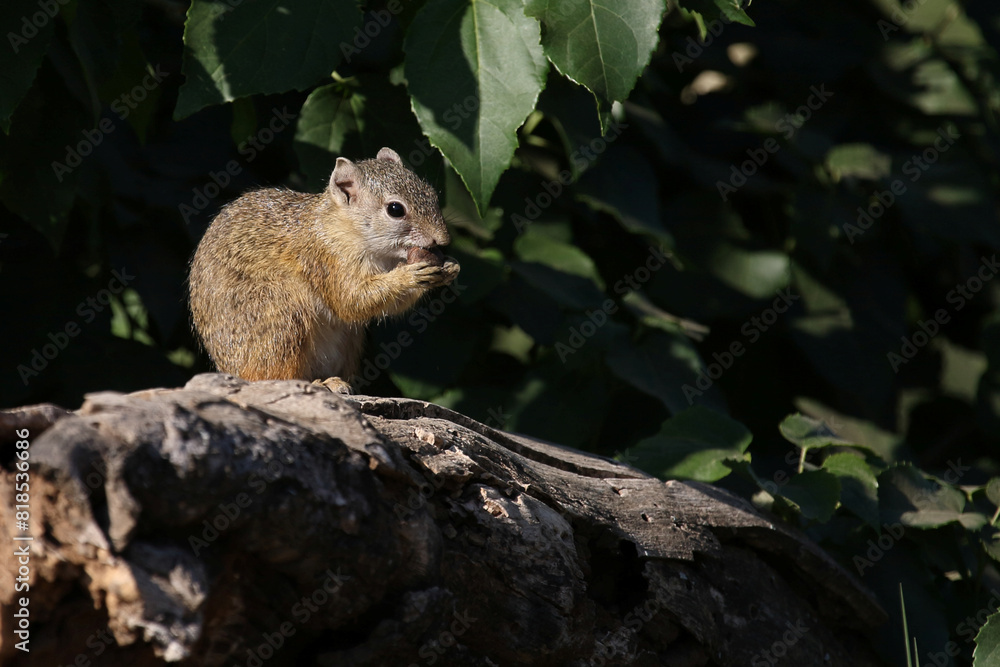 Ockerfußbuschhörnchen / Tree squirrel / Paraxerus cepapi Ockerfußbuschhörnchen / Tree squirrel / Paraxerus cepapi