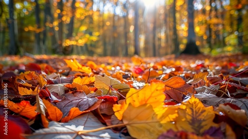 A forest floor covered in autumn leaves