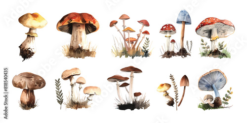 Collection set of mushroom wild toadstool botanical autumn hand drawn watercolor illustration