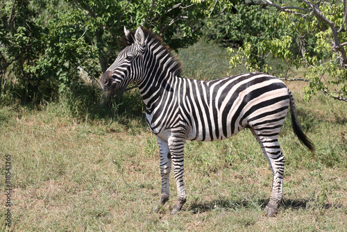 Steppenzebra   Burchell s zebra   Equus quagga burchellii