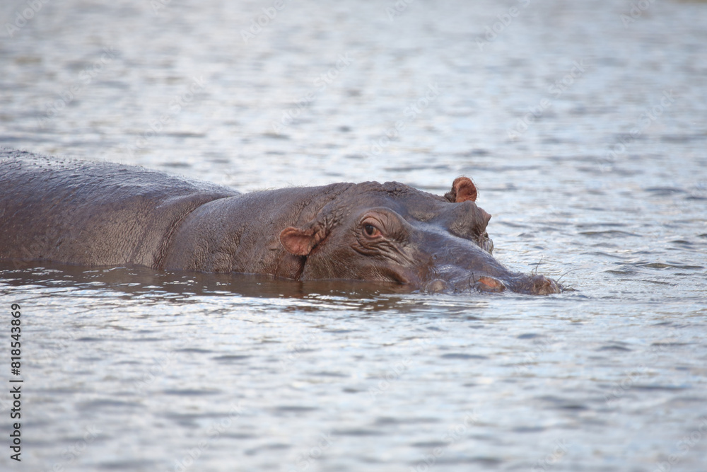 Fototapeta premium Flußpferd / Hippopotamus / Hippopotamus amphibius