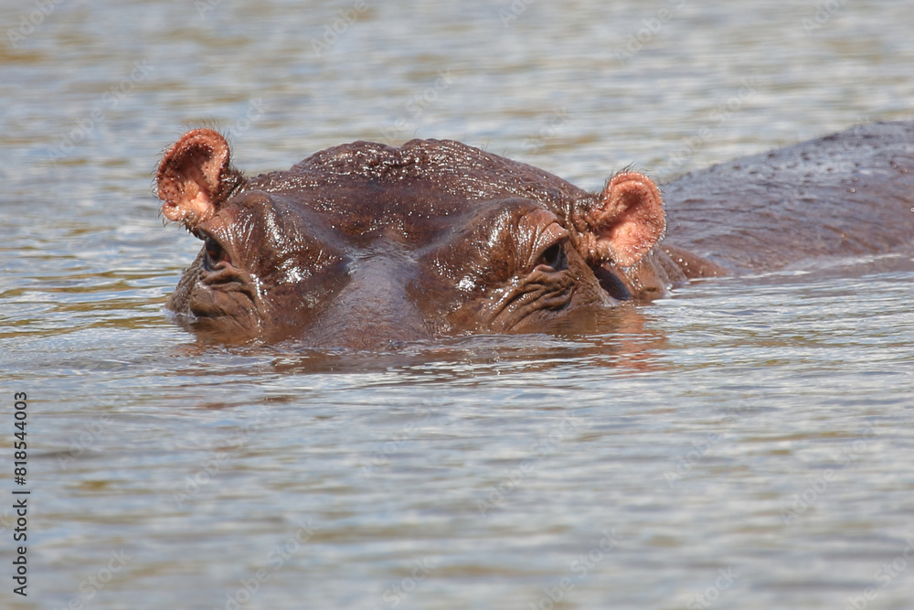 Fototapeta premium Flußpferd / Hippopotamus / Hippopotamus amphibius