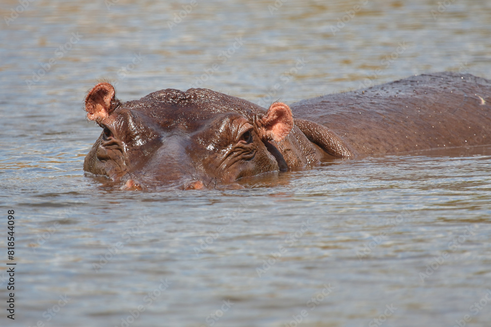 Flußpferd / Hippopotamus / Hippopotamus amphibius Flußpferd / Hippopotamus / Hippopotamus amphibius