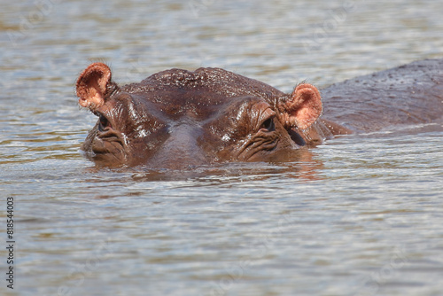 Flußpferd / Hippopotamus / Hippopotamus amphibius