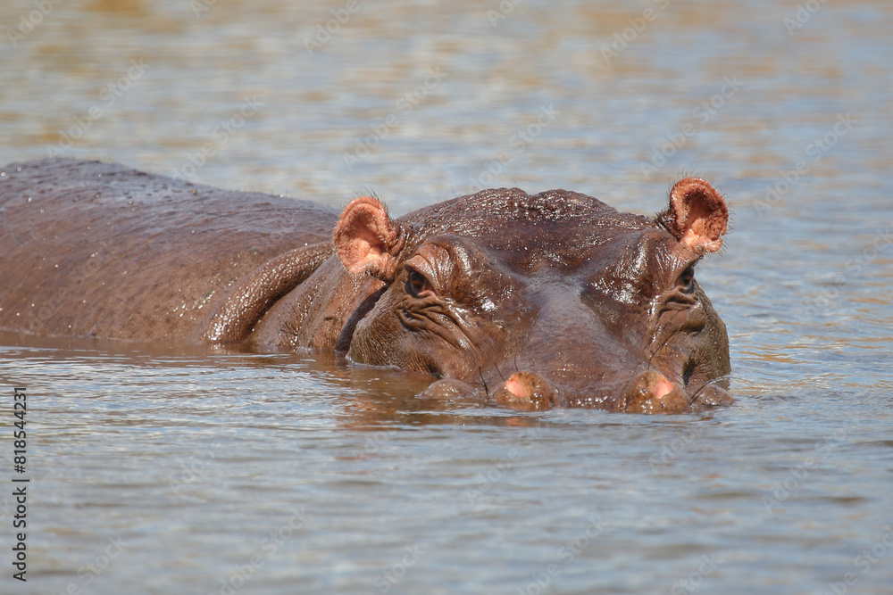 Flußpferd / Hippopotamus / Hippopotamus amphibius Flußpferd / Hippopotamus / Hippopotamus amphibius