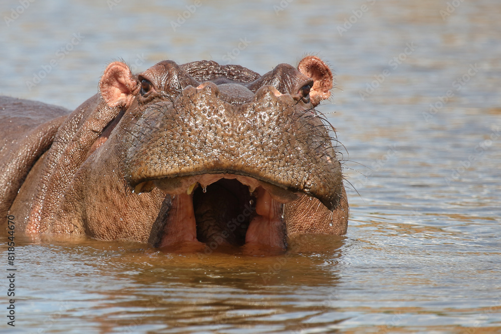 Fototapeta premium Flußpferd / Hippopotamus / Hippopotamus amphibius
