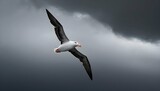A stoic icon of an albatross soaring through storm upscaled_7