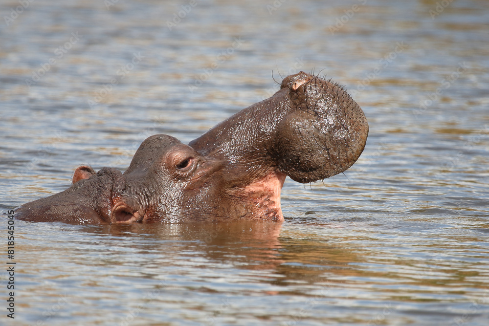 Fototapeta premium Flußpferd / Hippopotamus / Hippopotamus amphibius