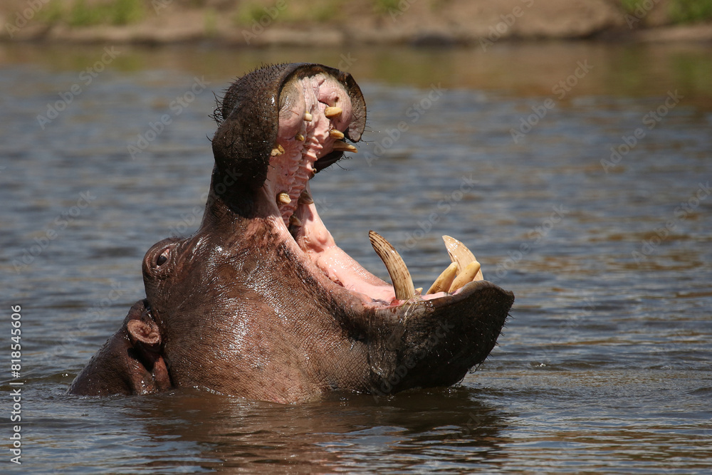 Flußpferd / Hippopotamus / Hippopotamus amphibius.. Flußpferd / Hippopotamus / Hippopotamus amphibius..