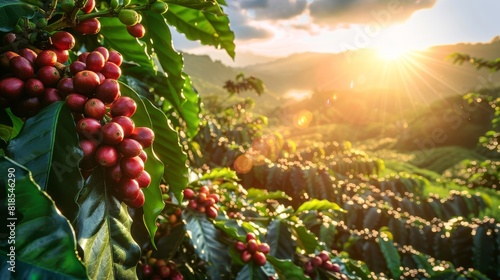 Giant coffee beans arching under the morning sun, abundant and towering over a lush plantation, symbolizing their importance in global production