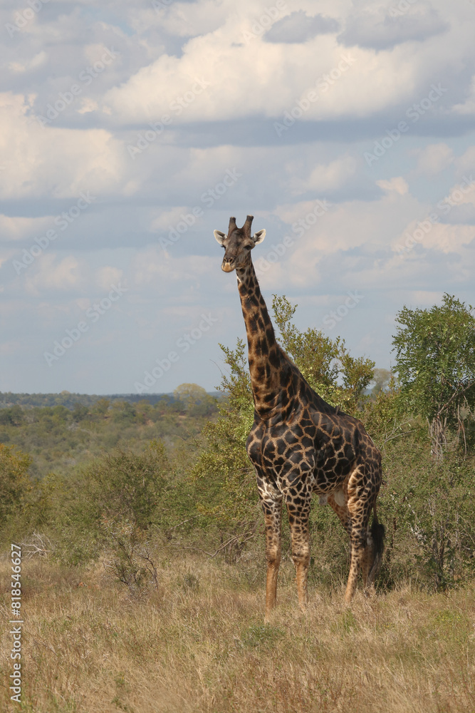 Fototapeta premium Giraffe / Giraffe / Giraffa camelopardalis