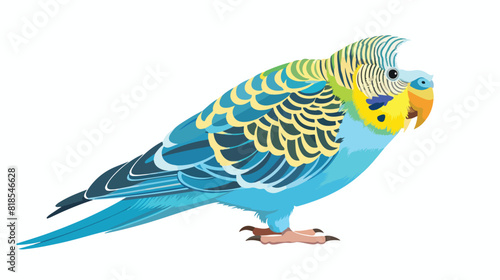 Budgie parrot cleaning preening feathers. Cute funny