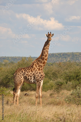 Giraffe   Giraffe   Giraffa camelopardalis