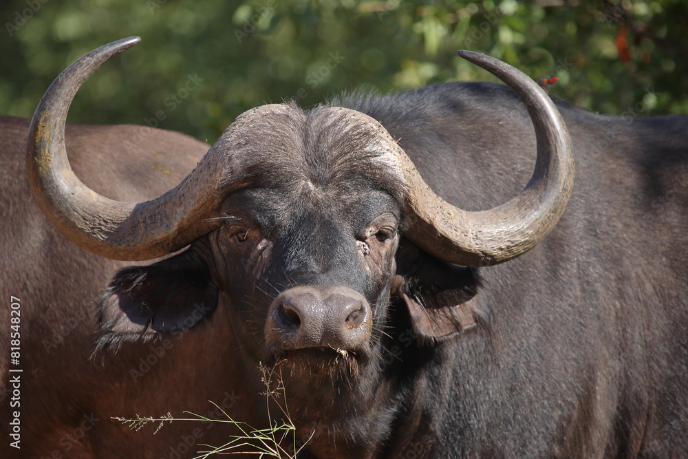 Kaffernbüffel / African buffalo / Syncerus caffer Kaffernbüffel / African buffalo / Syncerus caffer