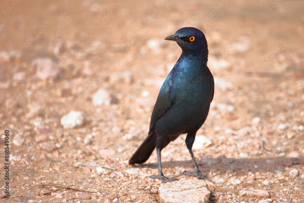 Rotschulter-Glanzstar/ Cape glossy starling or Red-shouldered starling / Lamprotornis nitens Rotschulter-Glanzstar/ Cape glossy starling or Red-shouldered starling / Lamprotornis nitens