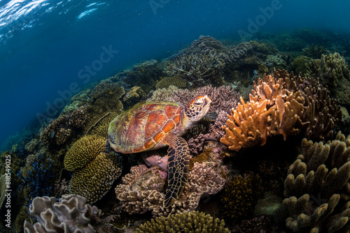 Green Turtle in the Ocean  Australia