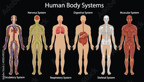Detailed depiction of various human body systems