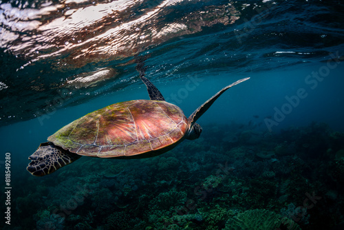 Green Turtle in the Ocean, Australia