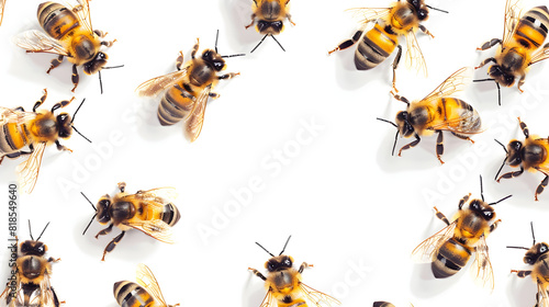 BEES ON WHITE BACKGROUND PNG © RODERICK