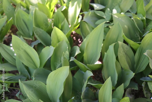 Convallaria majalis konwalia majowa