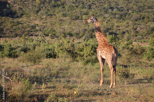 Canvas Print Giraffe / Giraffe / Giraffa camelopardalis