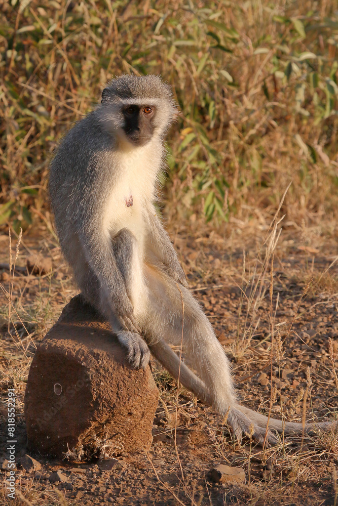 Obraz premium Grüne Meerkatze / Vervet monkey / Cercopithecus aethiops .