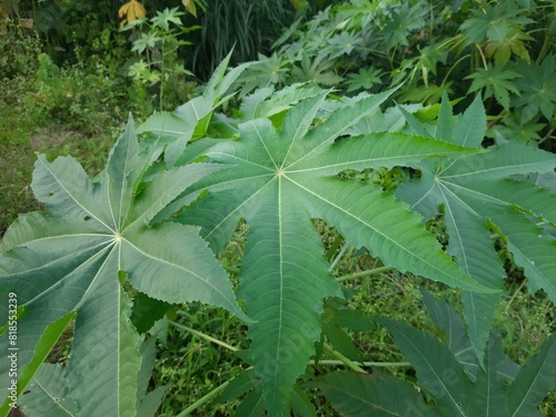 castor bean leaves.  Ricinus plant. photo