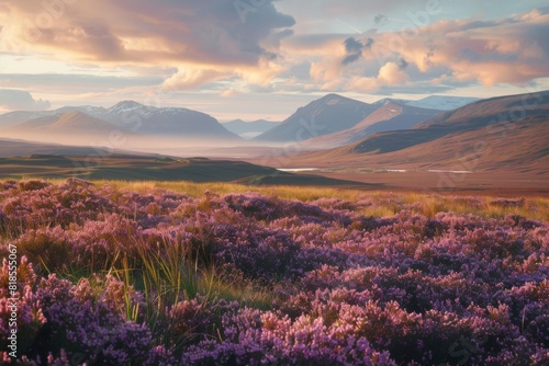 Heather-Covered Meadow with Distant Mountains