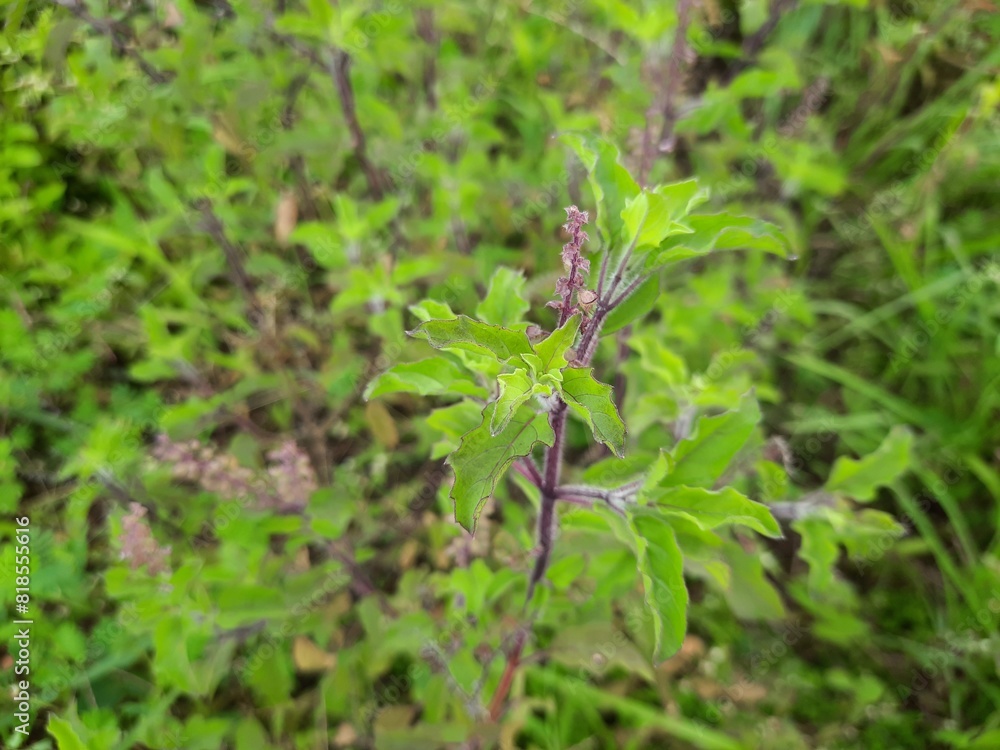 Holy Basil plant with flower. Ocimum tenuiflorum plant. Holy Basil plant with flower. Ocimum tenuiflorum plant.