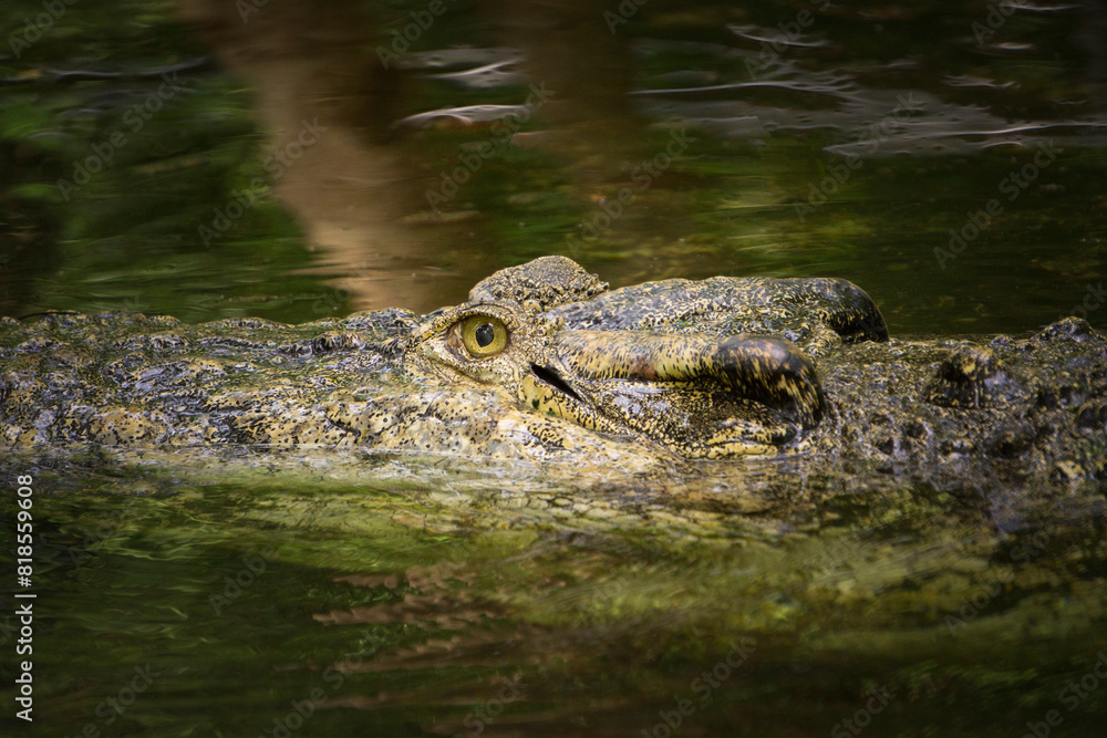 Crocodile in natural habitat nature reserve blending into its surroundings Thailand Asia Crocodile in natural habitat nature reserve blending into its surroundings Thailand Asia