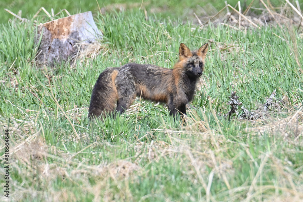A red fox (Vulpes vulpes) showing the cross fox color variation hunts along the edge of an Alaskan meadow. A red fox (Vulpes vulpes) showing the cross fox color variation hunts along the edge of an Alaskan meadow.