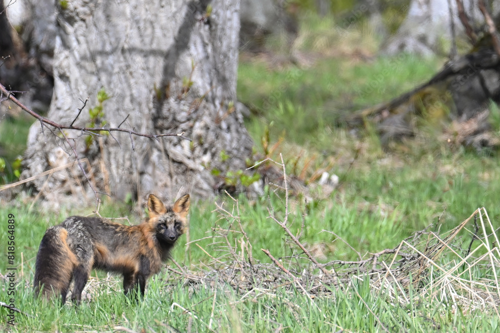 A red fox (Vulpes vulpes) showing the cross fox color variation hunts along the edge of an Alaskan meadow. A red fox (Vulpes vulpes) showing the cross fox color variation hunts along the edge of an Alaskan meadow.