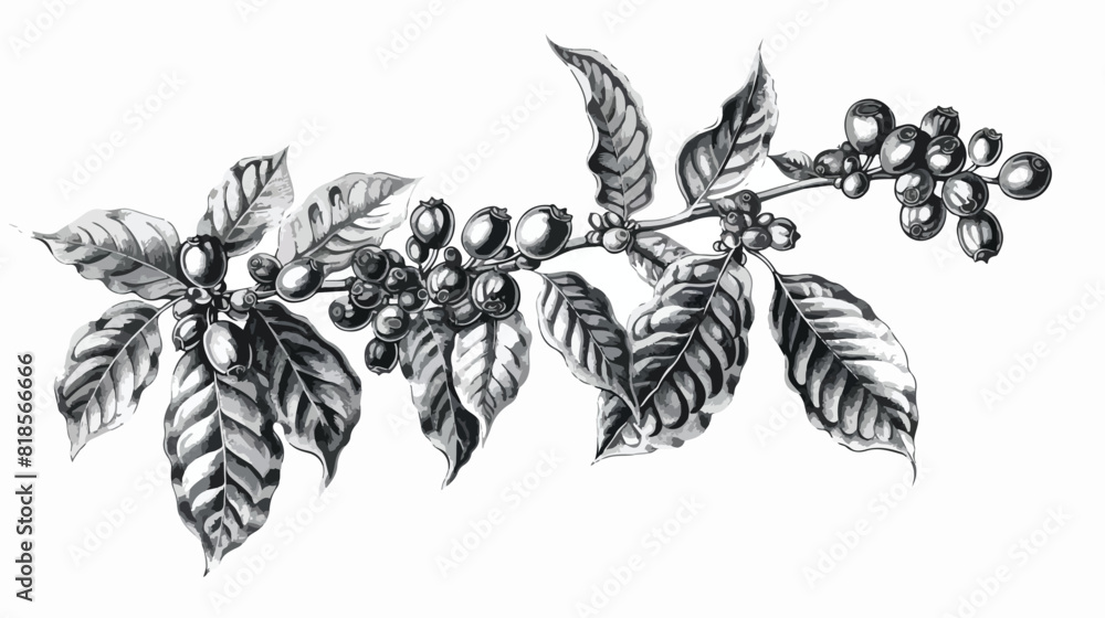 Detailed botanical drawing of coffea or coffee tree b