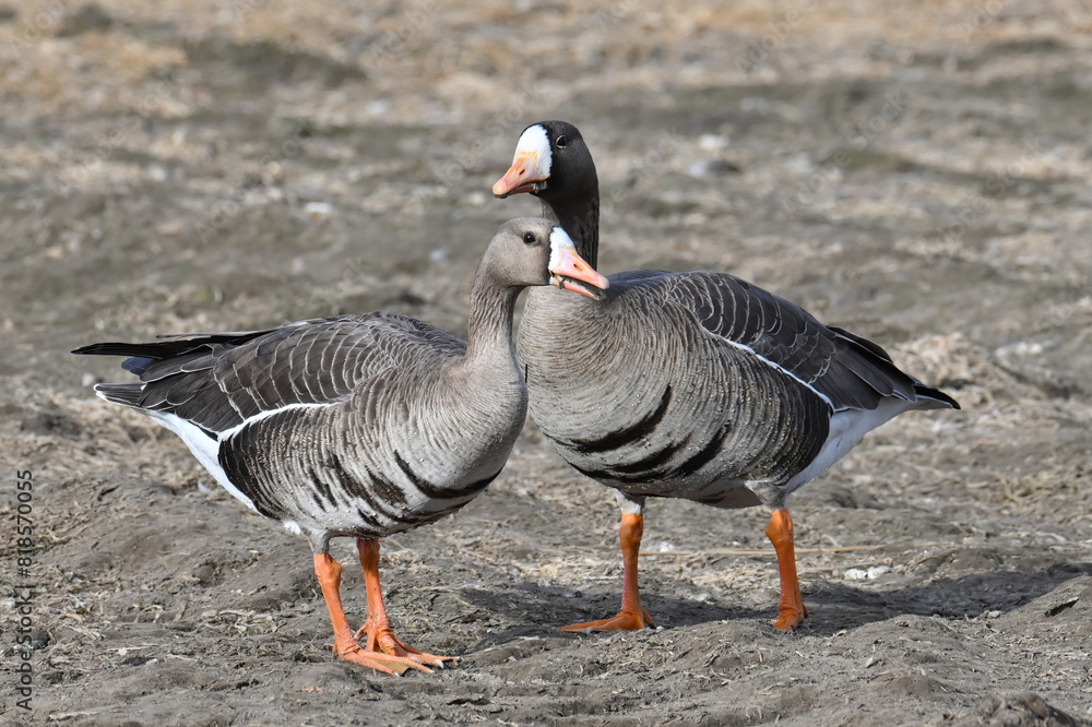 A pair of Greater White-fronted Geese (Anser albifrons) pause on their migratory journey to breeding grounds in northern Alaska. A pair of Greater White-fronted Geese (Anser albifrons) pause on their migratory journey to breeding grounds in northern Alaska.