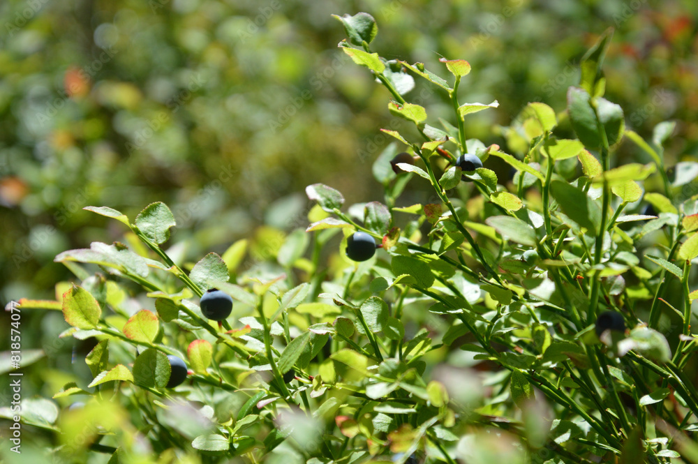 Blueberry bush close up.