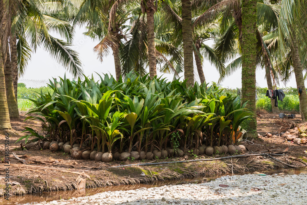 Coconut Palm Cultivation