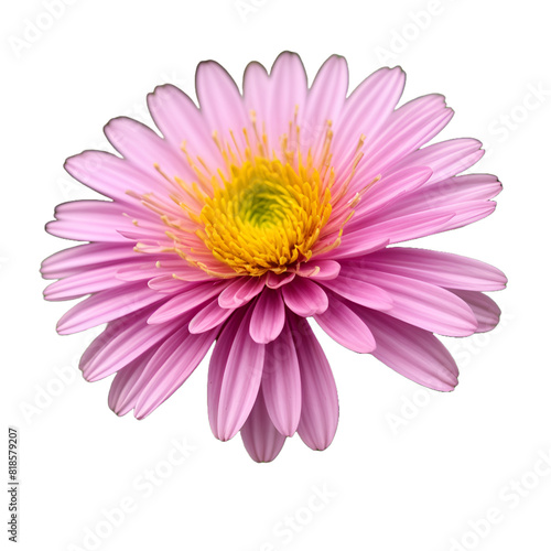 pink flower, png file of isolated cutout object