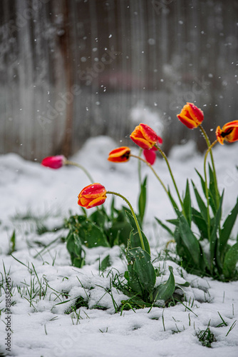 tulip flowers in the snow in the garden, flowers under the snow, spring snow in the garden