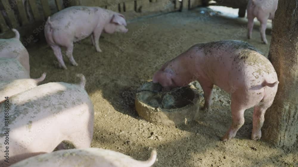 Dirty rural pig farm eating food in rural livestock farm animal industry Dirty rural pig farm eating food in rural livestock farm animal industry