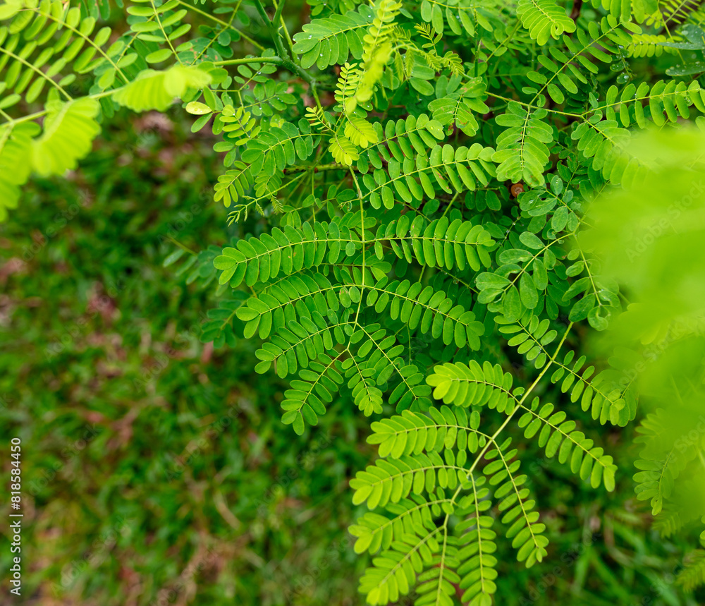 Green leaves on a tree branch in the park Green leaves on a tree branch in the park
